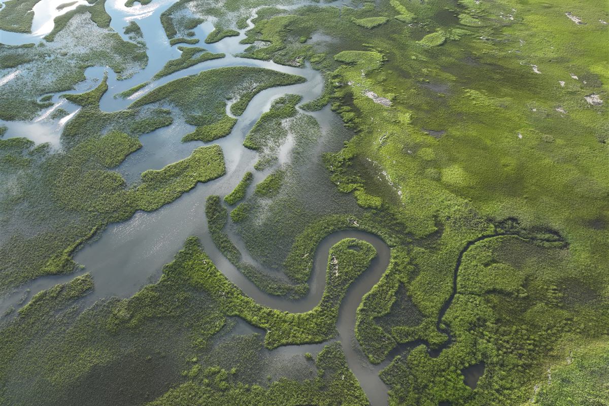 Aerial view of tidal creeks winding through the salt marsh behind Masonboro Island