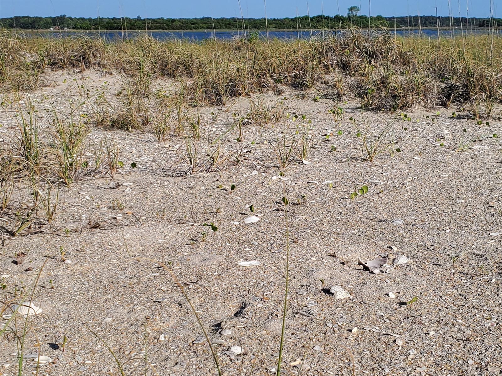 Sparse young plants and shells on open sand at the foot of the dunes, the sound beyond