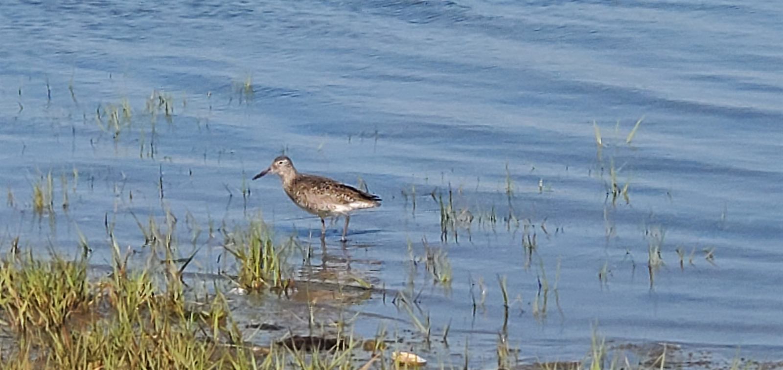 A willet wading in shallow water at the marsh edge